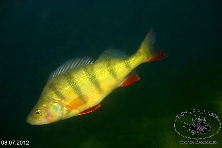 TG377-Sundhaeuser See 2012-07-08-006 (15)